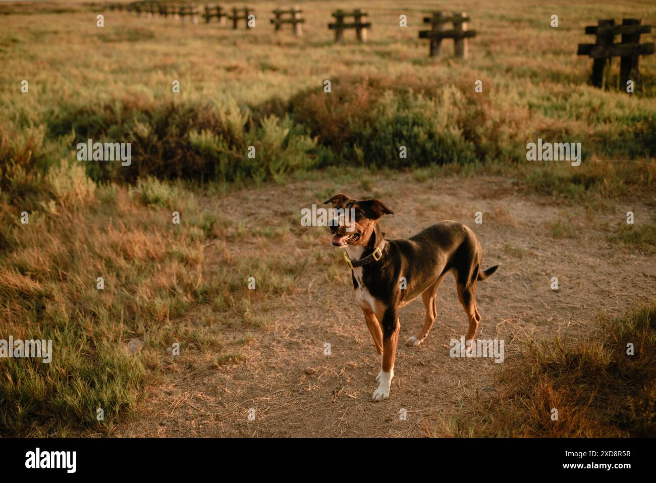 chien de sauvetage heureux dans un champ Banque D'Images chien de sauvetage heureux dans un champ Banque D'Images