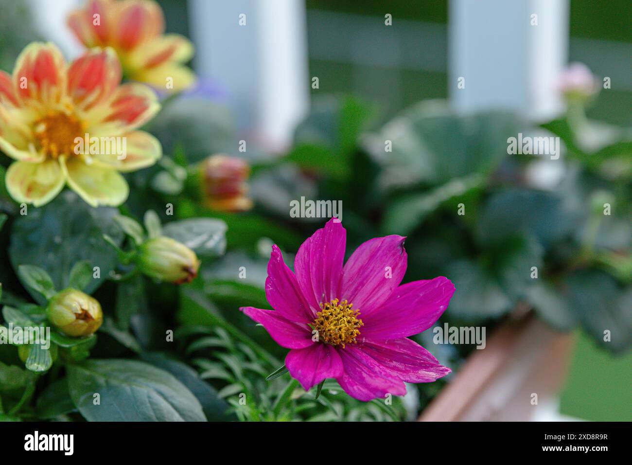 Gros plan de fleurs vibrantes avec des feuilles vertes dans un cadre de jardin Banque D'Images