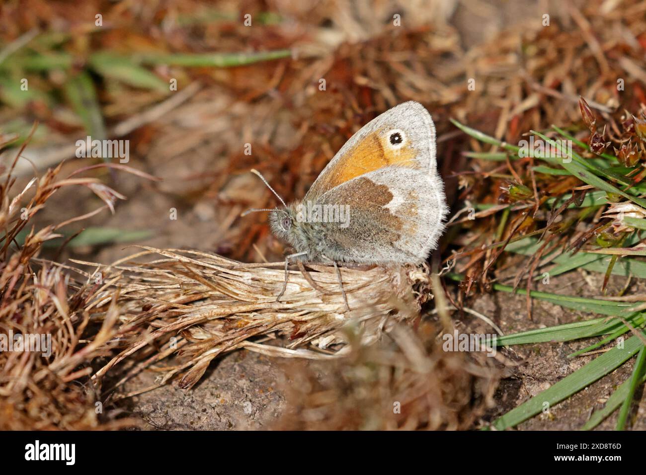 Petit papillon de Heath à Poors allotissement Gloucestershire Banque D'Images