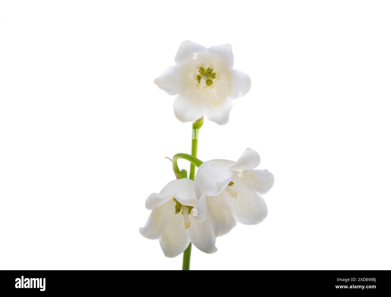 lily de la vallée fleurs isolées sur fond blanc Banque D'Images