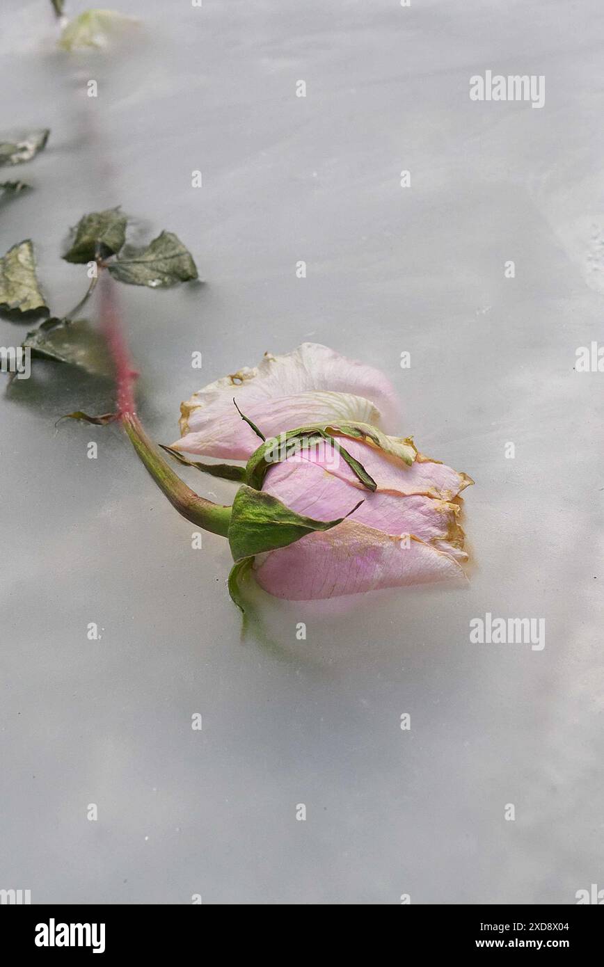 Une rose rose rose et blanche piégée dans la glace à moitié cachée Banque D'Images