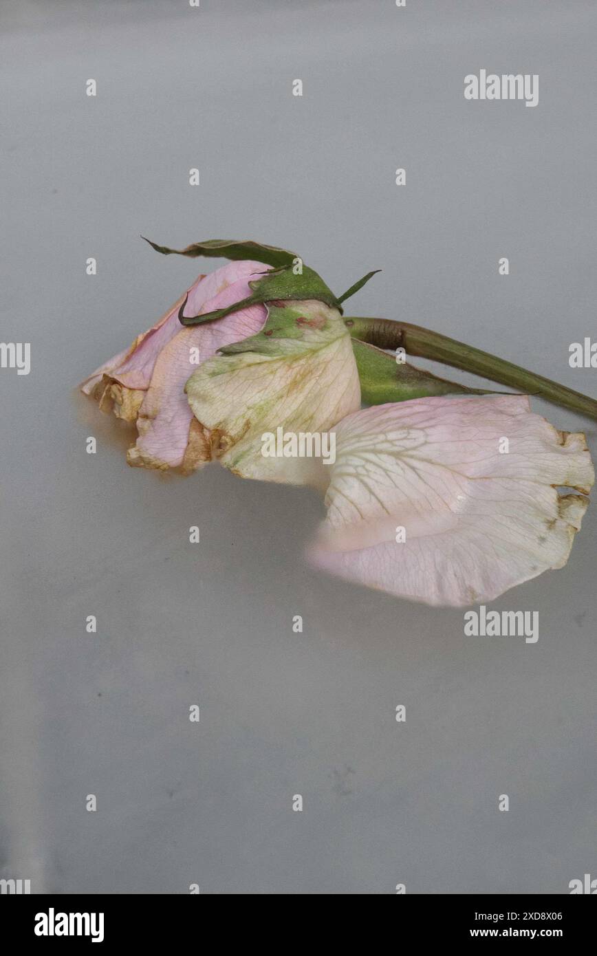 Une rose rose rose et blanche piégée dans la glace à moitié cachée Banque D'Images