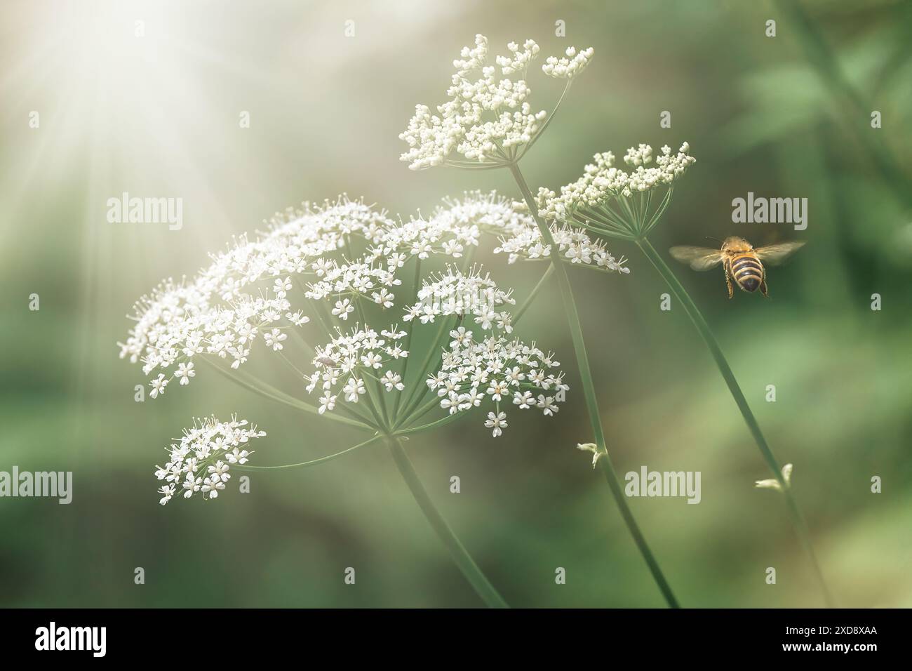 Fleurs blanches gouttelées et abeille de miel volante. Plante à fleurs de vieillesse broyée. Impressions romantiques de jardin de rêve. Banque D'Images