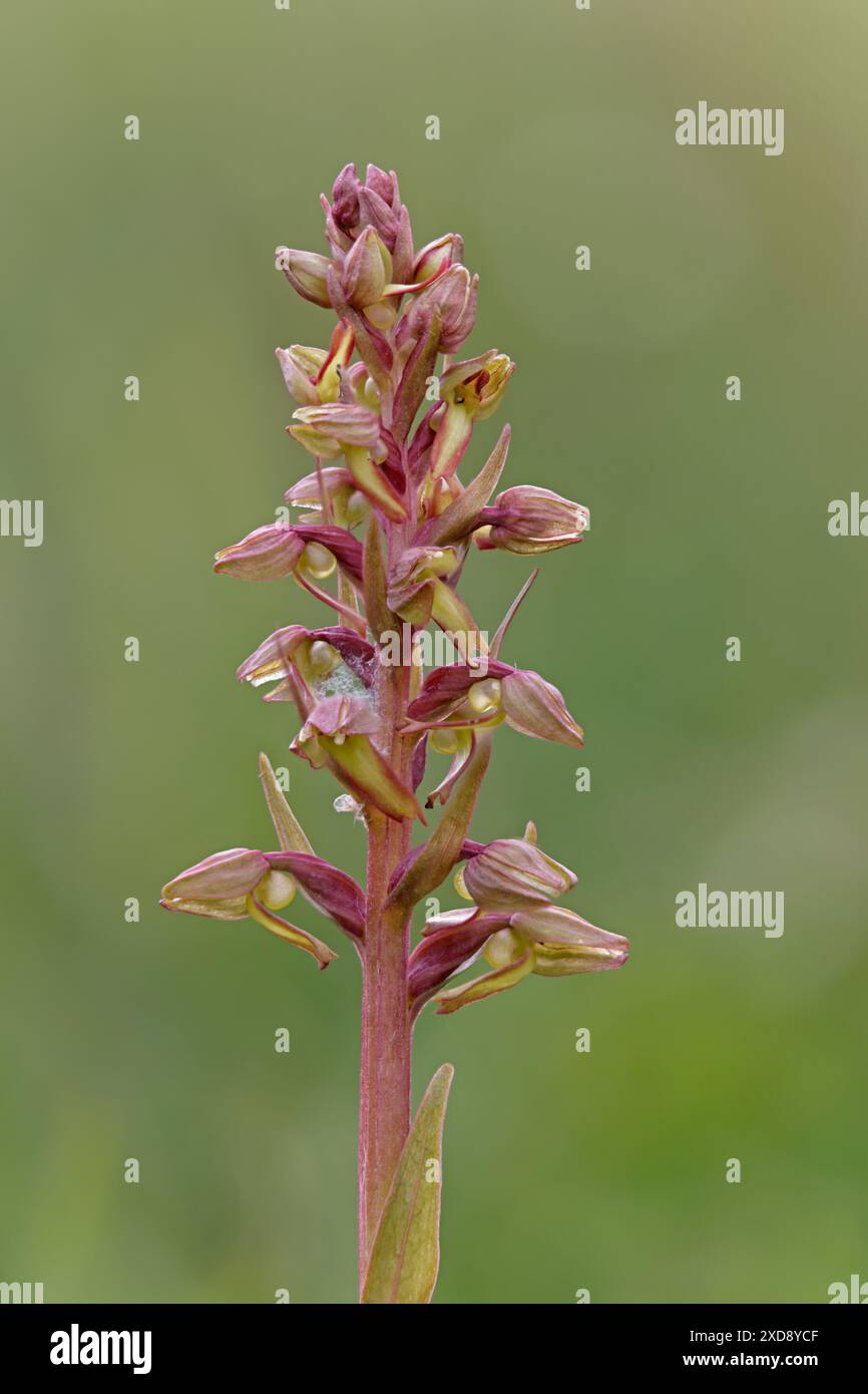 Orchidée grenouille à Morgans Hill Wiltshire UK Banque D'Images