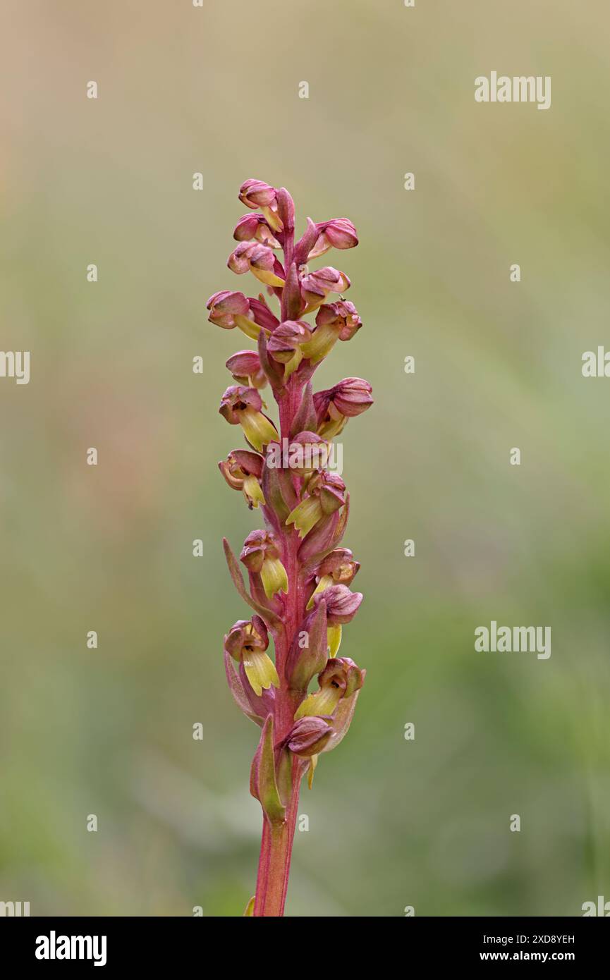 Orchidée grenouille à Morgans Hill Wiltshire UK Banque D'Images
