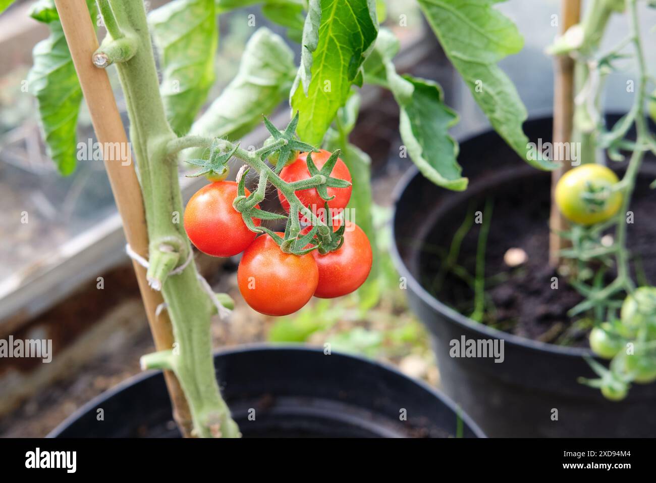 Tomates Ripe Gardener’s Delight poussant sur des plants de tomates dans une serre, Royaume-Uni. Banque D'Images