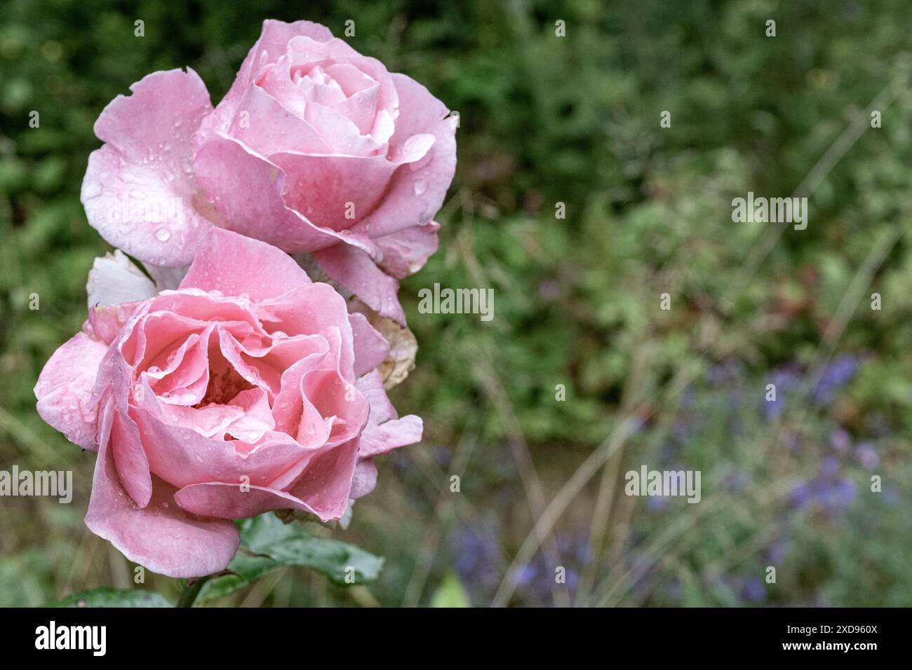 fleurs humides d'une rose après la pluie Banque D'Images