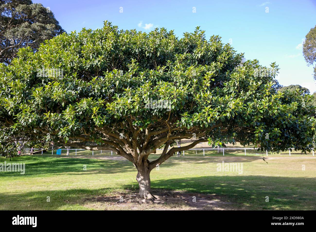 Ficus rubiginosa, figue rouillée ou figue de Port Jackson, est une espèce de plante à fleurs originaire de l'est de l'Australie, photographiée dans le parc centenaire de Sydney Banque D'Images