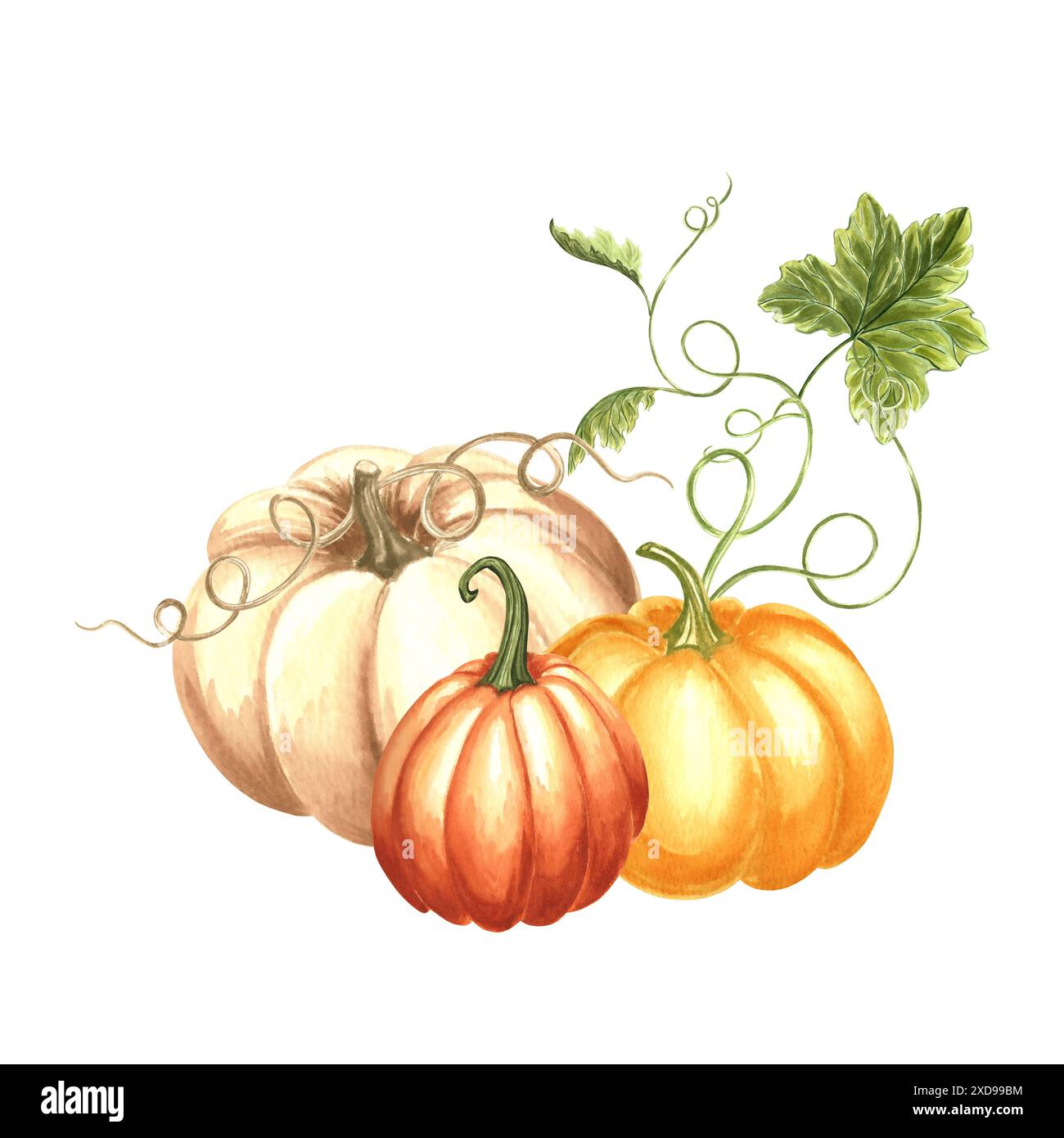 Citrouilles avec des feuilles et des vrilles. Composition d'automne. Illustration d'aquarelle dessinée à la main, isolée. Légumes traditionnels de Thanksgiving. Modèle pour Banque D'Images