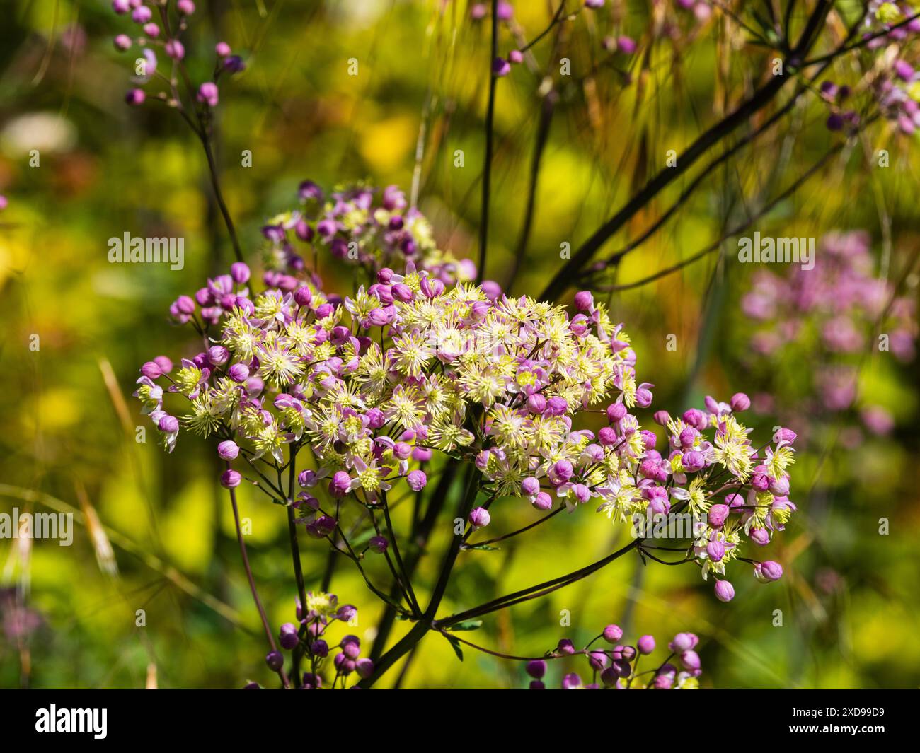 Fleurs de lilas Powderpuff avec étamines blanches de la grande prairie hybride robuste rue, Thalictrum 'Elin' Banque D'Images