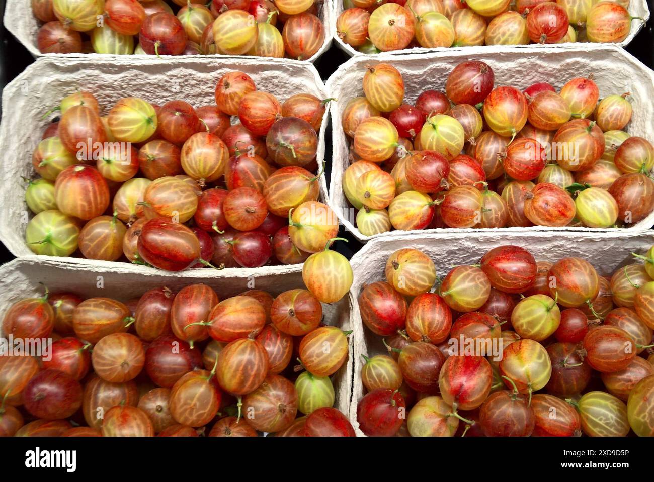 Stachelbeeren, rot - Ursprungsland Deutschland beim Discounter. Die Stachelbeere ist eine Pflanzenart aus der Gattung Ribes innerhalb der Familie der Stachelbeergewächse, Sprich Grossulariaceae. SIE besitzt ein weites Verbreitungsgebiet in Eurasien und Nordafrika *** groseilles à maquereau, rouge pays d'origine Allemagne dans les magasins discount la groseille à maquereau est une espèce végétale du genre Ribes dans la famille des groseilles à maquereau, Grossulariaceae elle a une large aire de distribution en Eurasie et en Afrique du Nord Banque D'Images