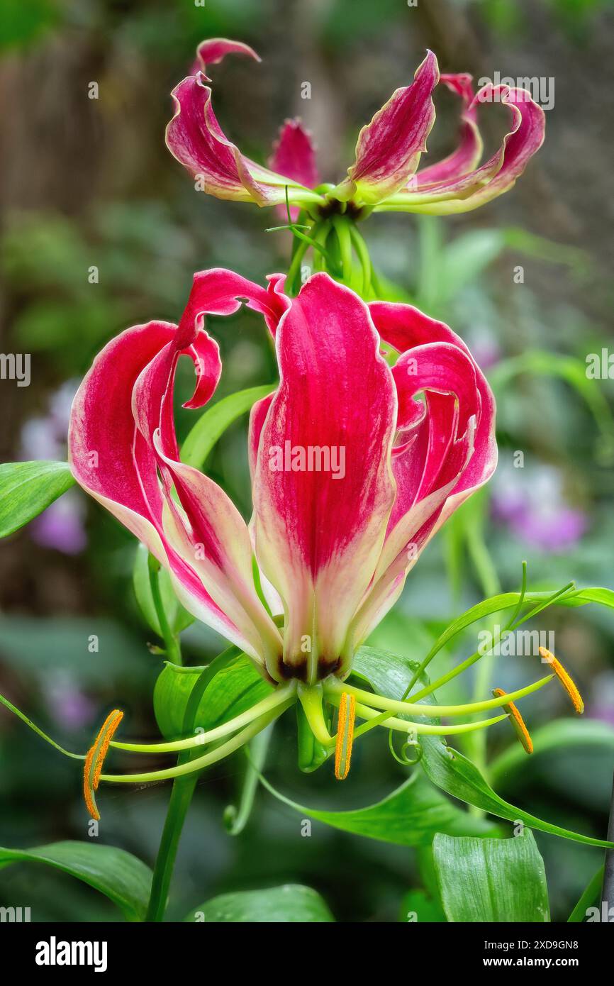 Lys flamboyaux (Gloriosa superba), Colchicacées. Herbe vivace rhizomateuse grimpante, plante ornementale, fleur rouge. Banque D'Images