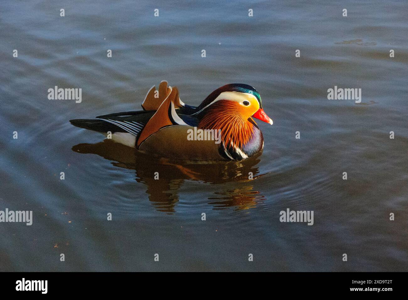 Canard mandarin Banque D'Images