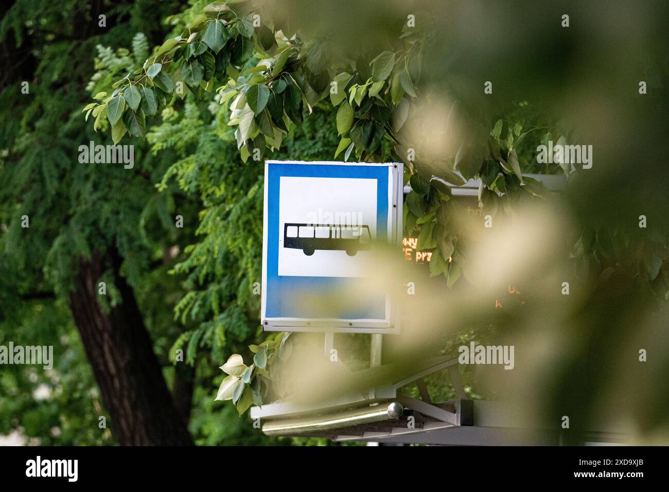 Panneau d'arrêt d'autobus partiellement obstrué par du feuillage vert Banque D'Images