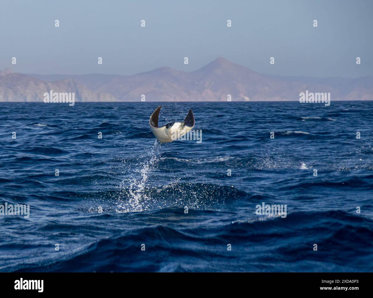 Munk's Devil Rays aka Mobula Rays (Mobula munkiana) en sautant hors de l'eau en basse Californie sur, au Mexique Banque D'Images