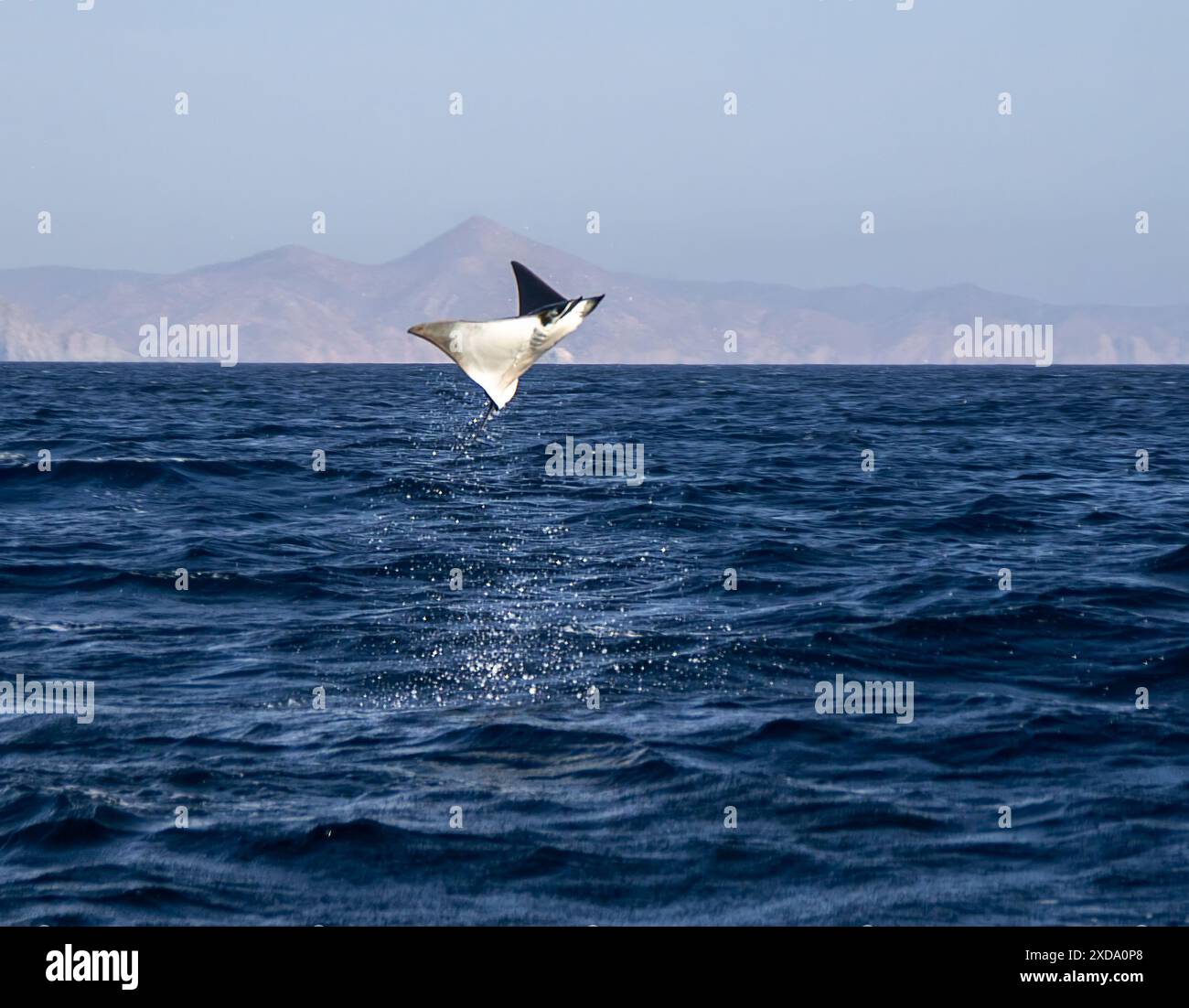 Munk's Devil Rays aka Mobula Rays (Mobula munkiana) en sautant hors de l'eau en basse Californie sur, au Mexique Banque D'Images