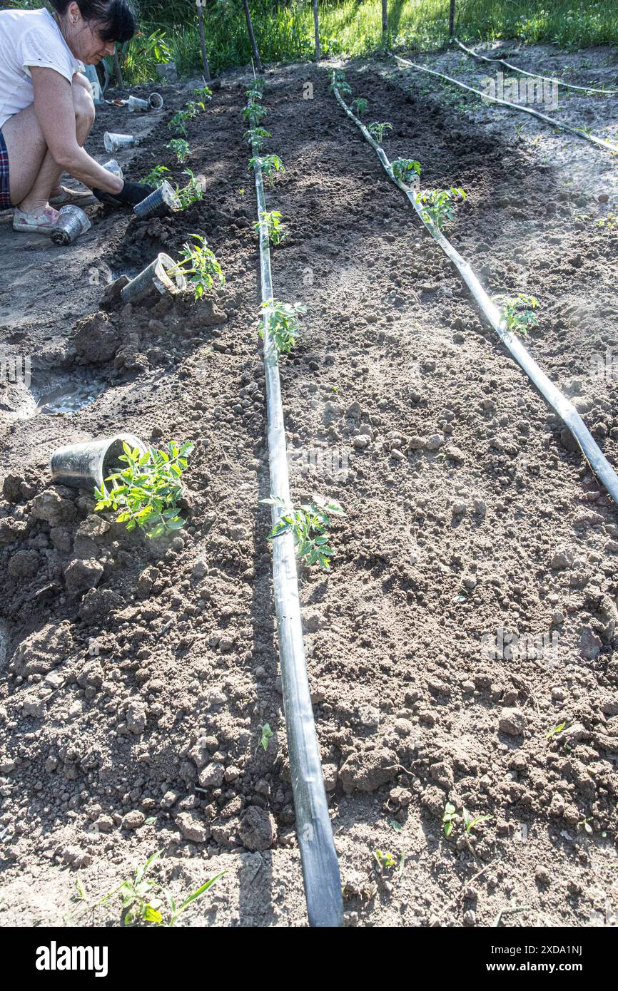 Une jeune femme ukrainienne a tendance à planter des plants de tomates dans son jardin en juin, combinant des objectifs économiques avec le fitness en plein air, un sport populaire pour les Ukrainiens Banque D'Images