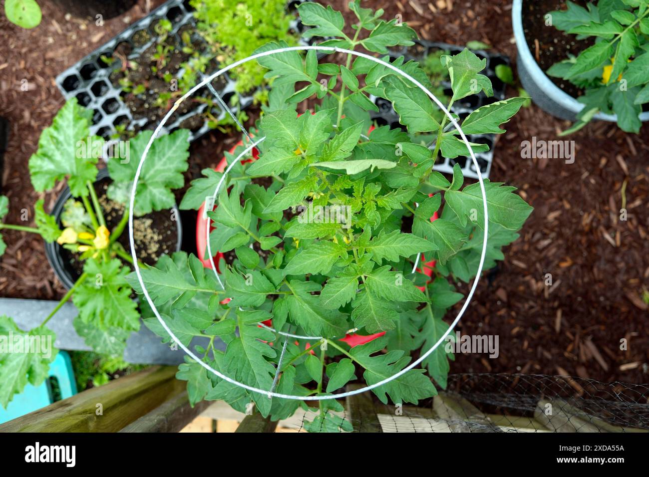 Vue abstraite d'une cage de tomate dans un lit de légumes. Concept d'un jardin de conteneur portable. Banque D'Images