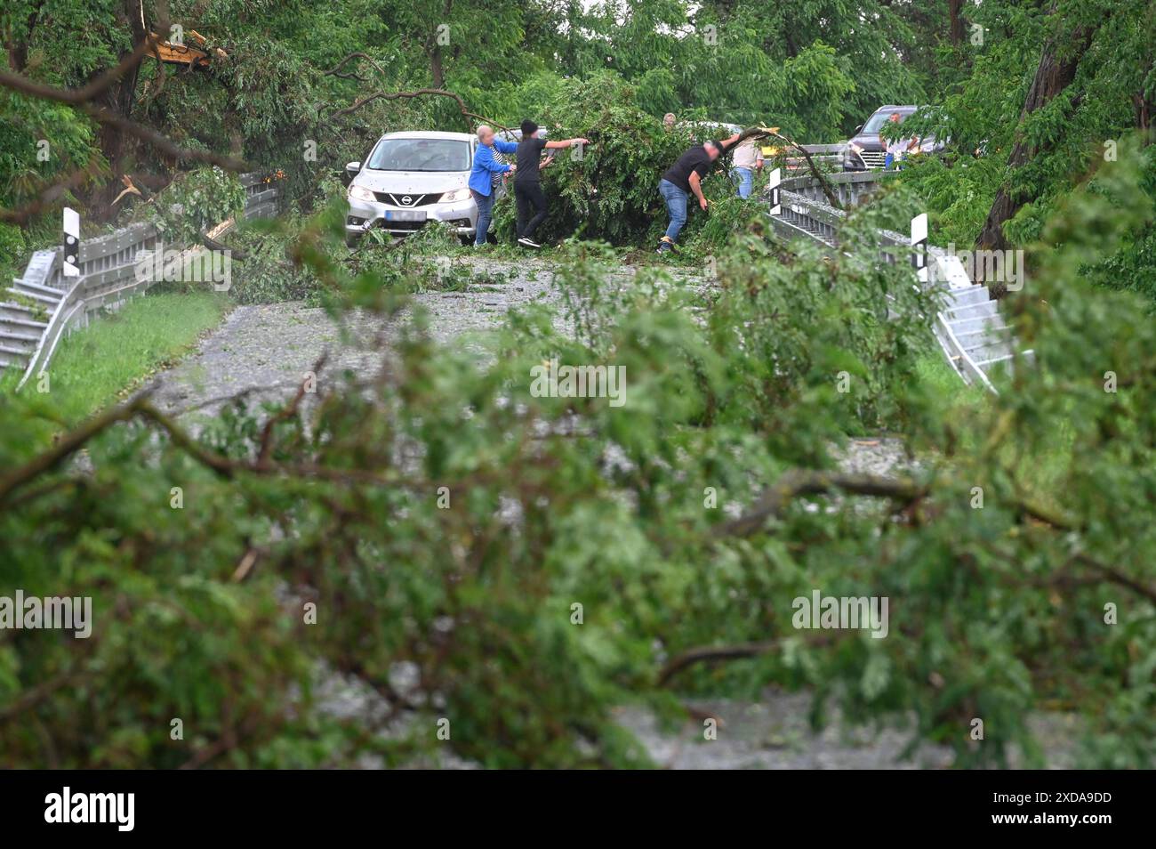 21 juin 2024, Saxe-Anhalt, Zörbig : les conducteurs dégagent une route de branches cassées. Une cellule orageuse violente est passée au-dessus de la ville de Zörbig dans le district d'Anhalt-Bitterfeld et a causé beaucoup de dégâts. Photo : Heiko Rebsch/dpa - ATTENTION : les personnes et les plaques d'immatriculation ont été pixelisées pour des raisons légales. Banque D'Images