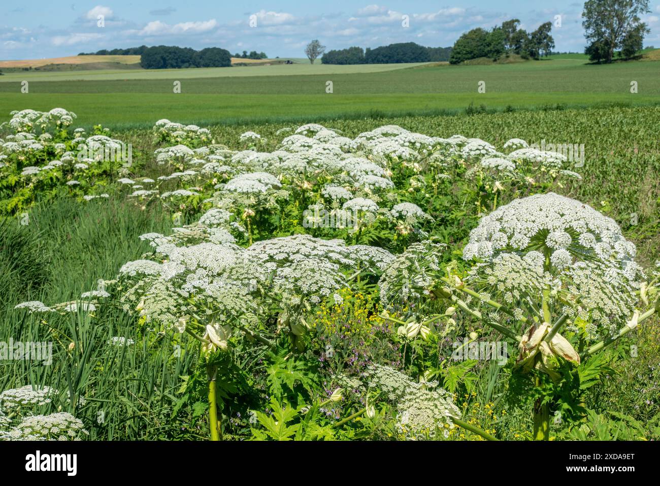 L'asperge géante en fleurs dans le paysage, (Heracleum mantegazzianum) une espèce envahissante difficile à éradiquer, à Glemminge, Ystad Banque D'Images