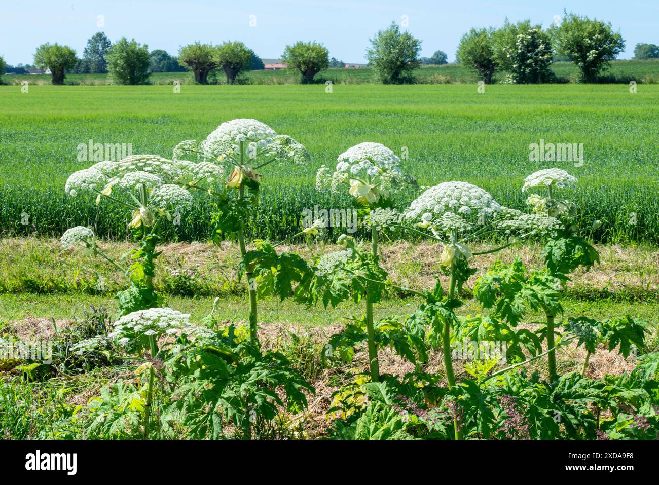 L'asperge géante en fleurs dans le paysage, (Heracleum mantegazzianum) une espèce envahissante difficile à éradiquer, à Glemminge, Ystad Banque D'Images