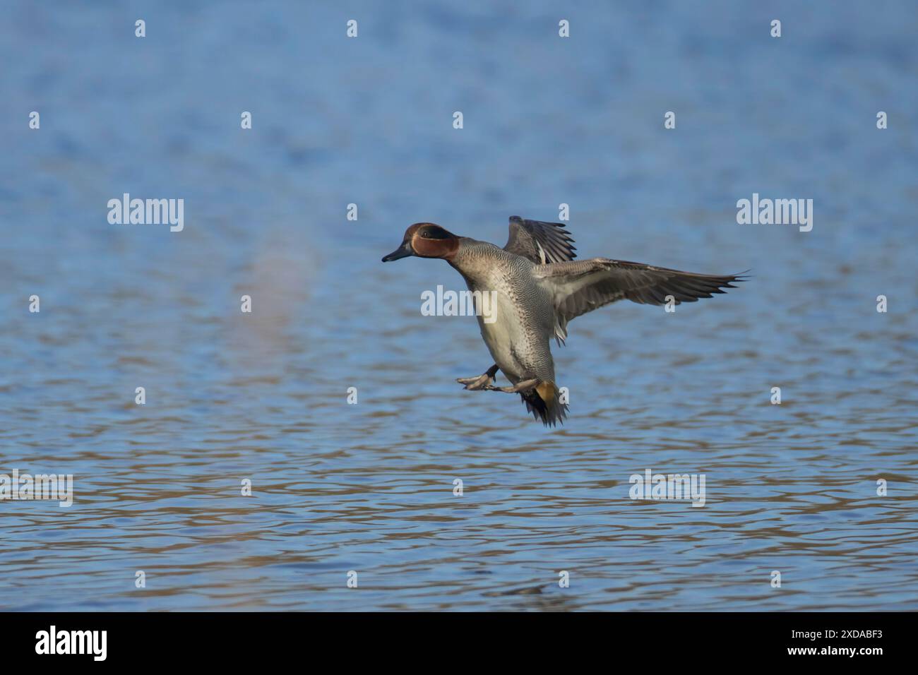 Sarcelle commune (Anas crecca) oiseau mâle adulte en vol arrivant à terre sur un lac, Suffolk, Angleterre, Royaume-Uni Banque D'Images
