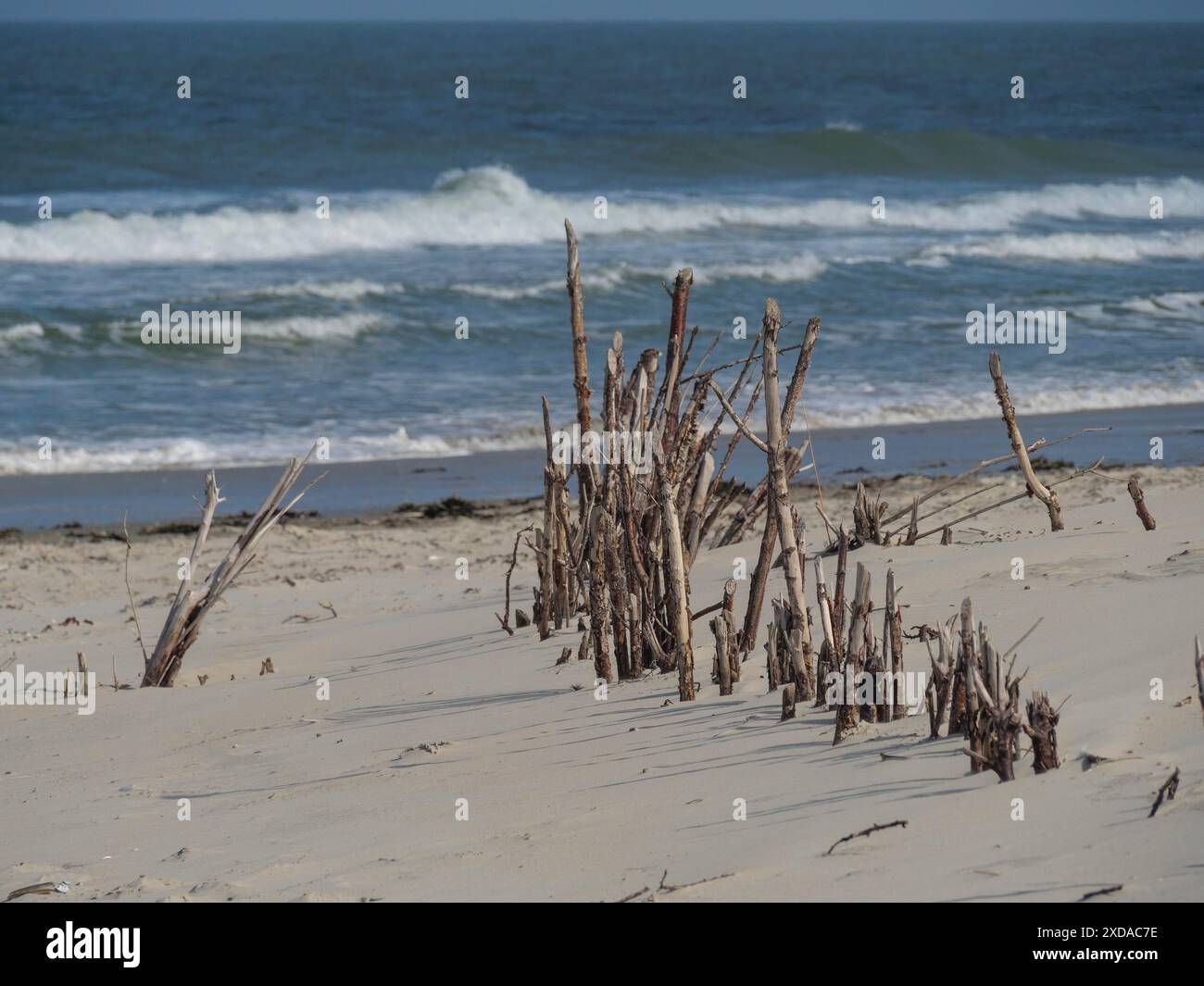 Driftwood se dresse dans le sable sur la plage tandis que les vagues de la mer se brisent, juist. basse-saxe, mer du nord, allemagne Banque D'Images