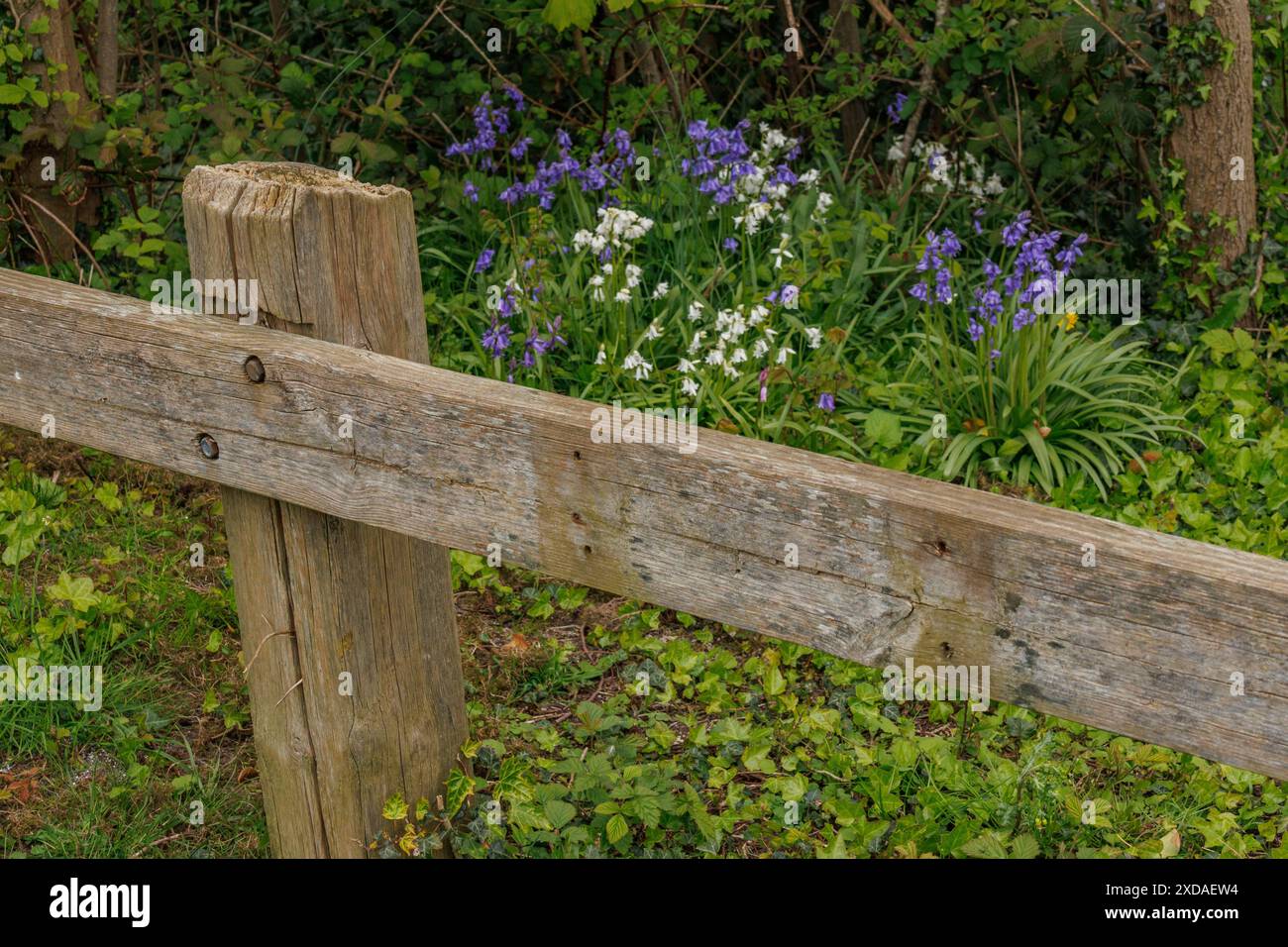 Clôture en bois devant des fleurs sauvages dans les tons de blanc et bleu au milieu de la végétation verte, nes, mer du Nord, pays-bas Banque D'Images