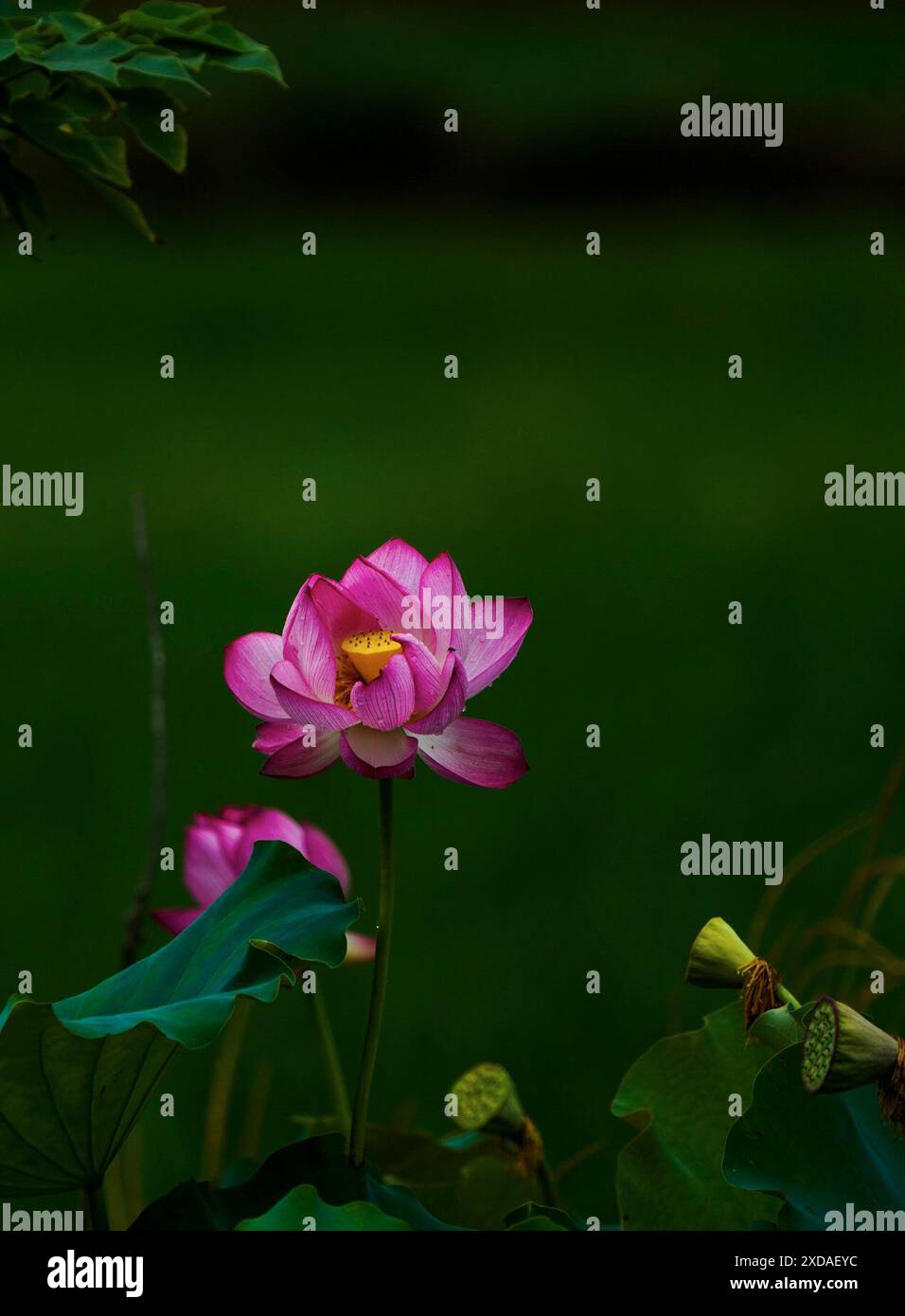 Zhumadian. 21 juin 2024. Cette photo prise le 21 juin 2024 montre des fleurs de lotus dans un parc dans le village de Shimen de Dalin Town, comté de Zhengyang de Zhumadian City, province du Henan en Chine centrale. Crédit : Gao Wanbao/Xinhua/Alamy Live News Banque D'Images