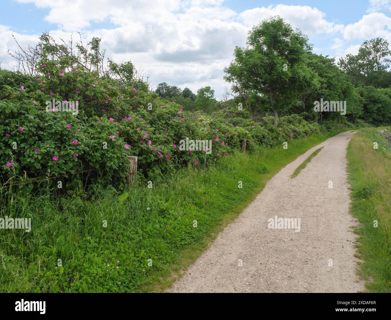 Sentier de randonnée le long d'arbustes fleuris et d'arbres verts sous un ciel nuageux, gluecksburg, schleswig-holstein, allemagne Banque D'Images