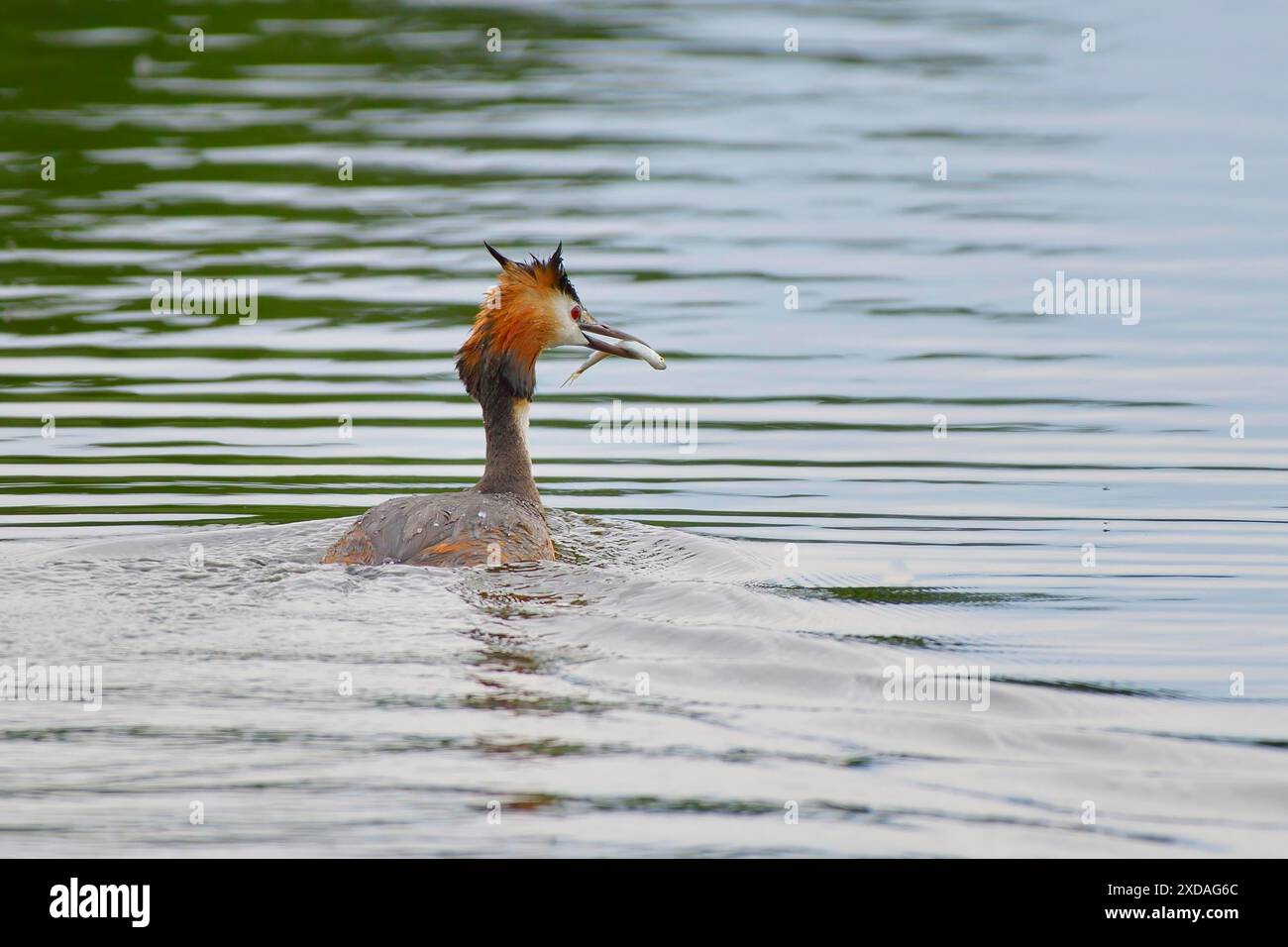 Grand grêbe crêpé (Podiceps festonné Ribonfish) tenant un poisson dans son bec et nageant dans le lac, Muehlenteich, Wismar, Mecklenburg-Western Banque D'Images