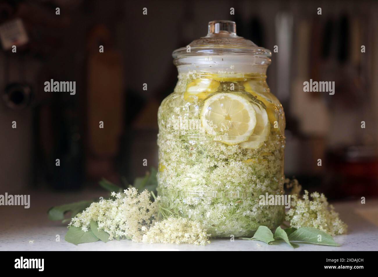 Un pot en verre de fleur de sureau et de citrons naturels trempant dans une cuisine franconienne. Coburg, Allemagne Banque D'Images