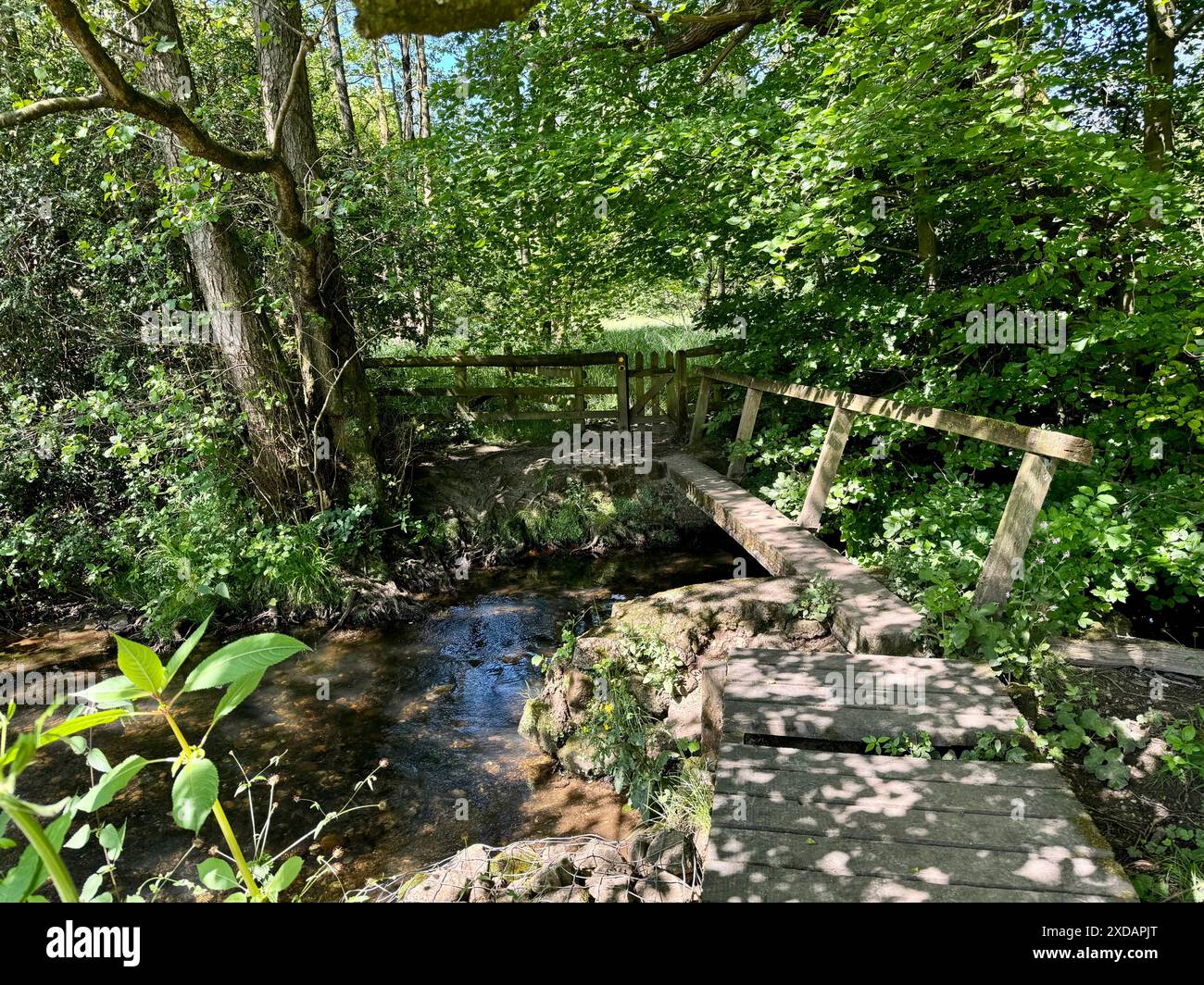 Un pont en bois branlant au-dessus d'un ruisseau dans une forêt. Banque D'Images