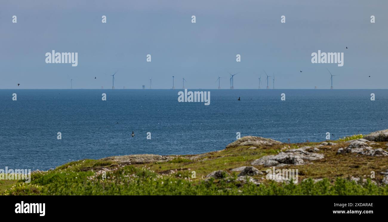Macareux volant avec le parc éolien offshore de Neart Na Gaoithe en mer du Nord vu de la réserve naturelle de l'île de May, en Écosse Banque D'Images