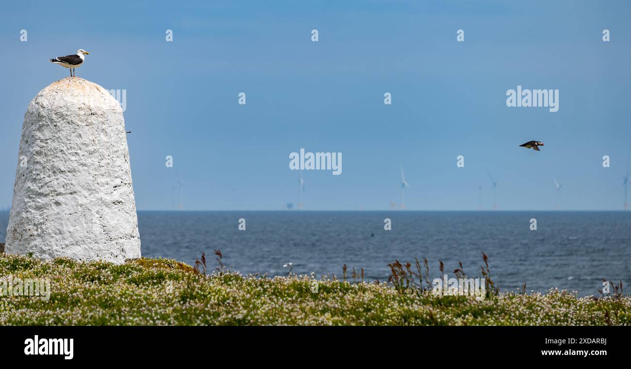 Puffin volant avec le parc éolien offshore de Neart Na Gaoithe en mer du Nord vu de la réserve naturelle de l'île de May, en Écosse Banque D'Images