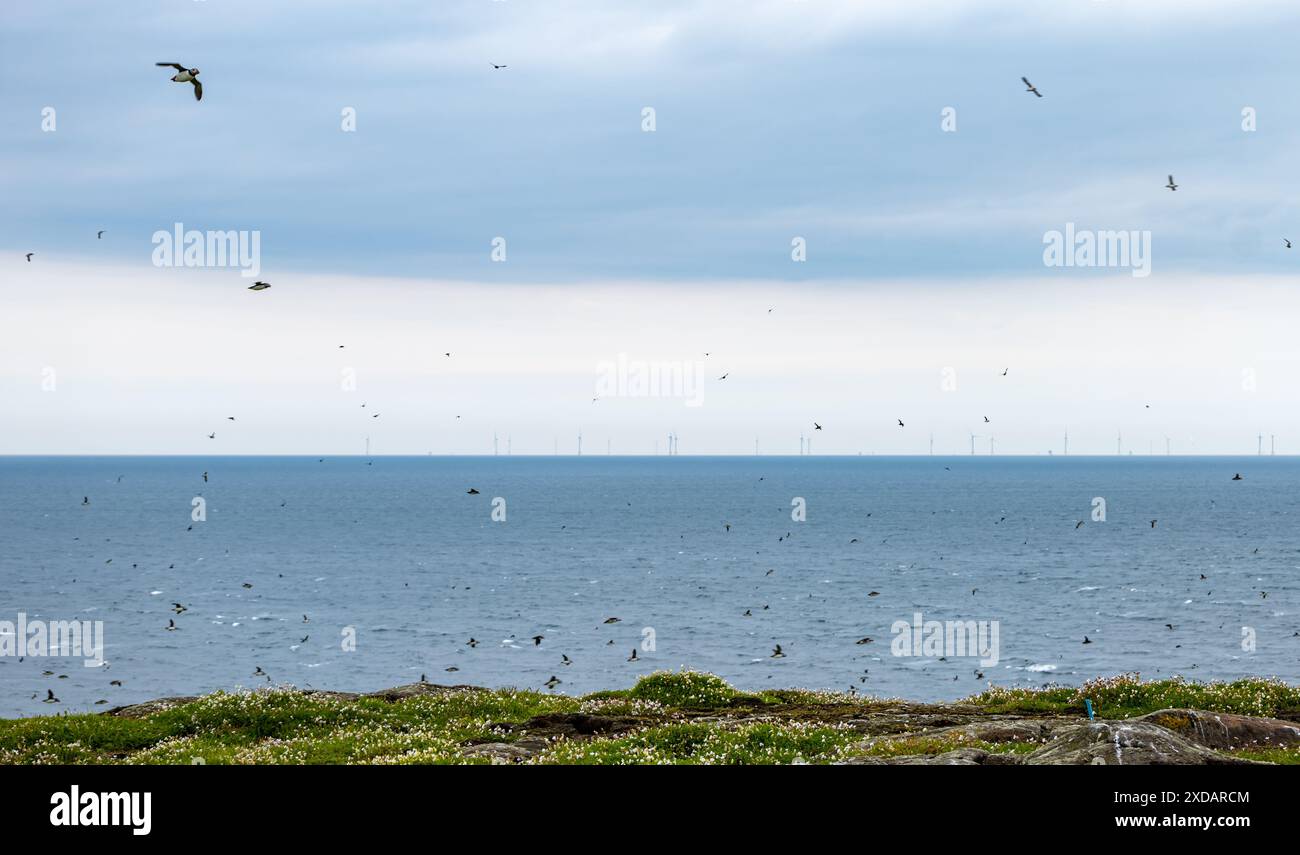 Macareux volant avec le parc éolien offshore de Neart Na Gaoithe en mer du Nord vu de la réserve naturelle de l'île de May, en Écosse Banque D'Images