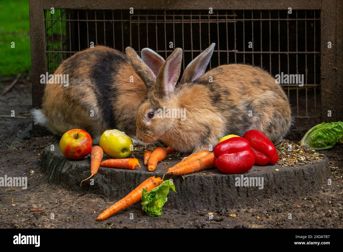 Géant continental / géant allemand / géant flamand, très grande race de lapin domestique mangeant des carottes, des légumes et des pommes devant la cage du lapin Banque D'Images