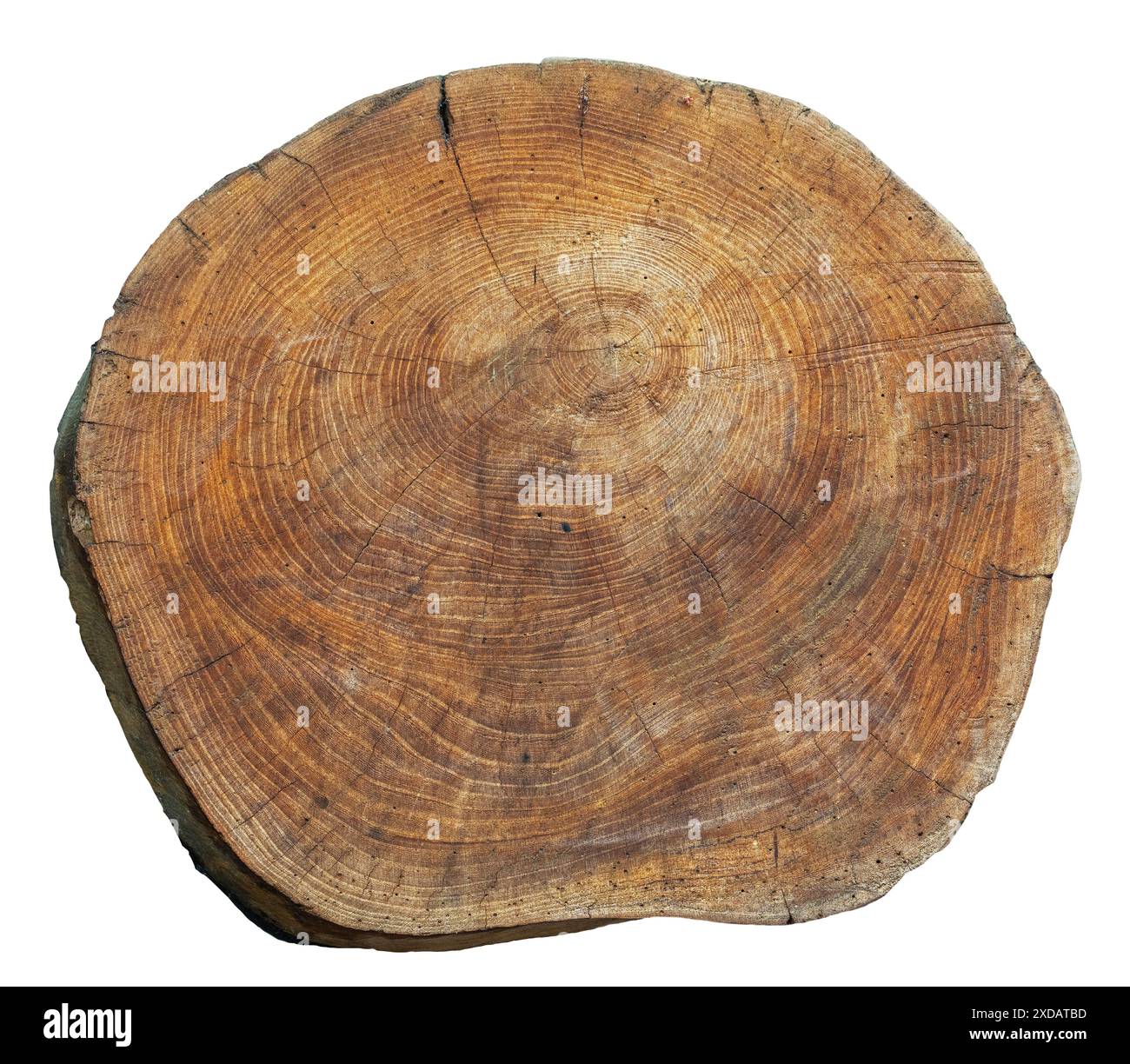 Coupe transversale de l'orme (Ulmus) montrant la configuration des anneaux annuels / anneaux d'arbres / anneaux de croissance Banque D'Images