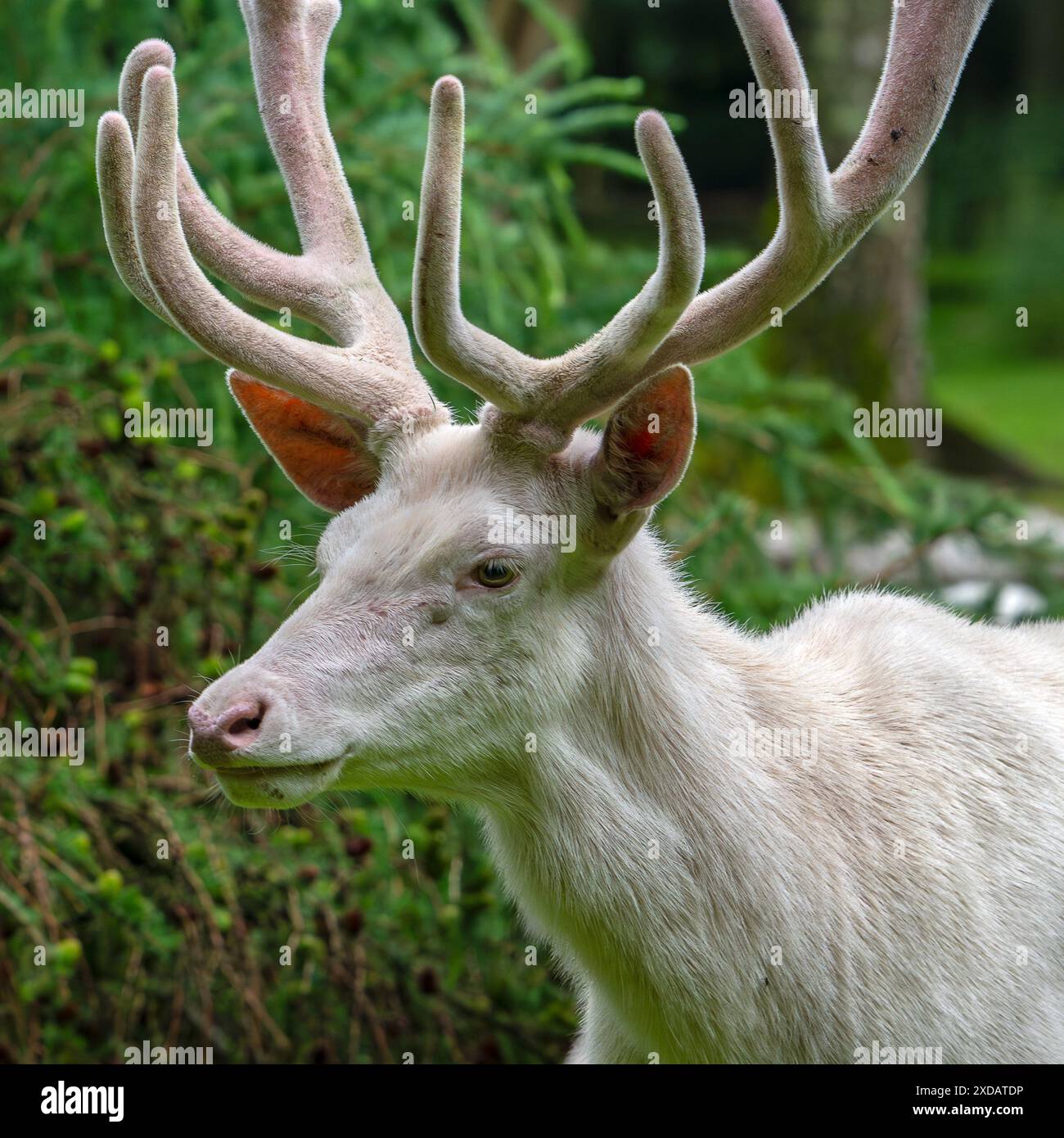 Cerf rouge leuciste (Cervus elaphus), forme blanche à la lisière de la forêt avec des bois couverts de velours à la fin du printemps Banque D'Images