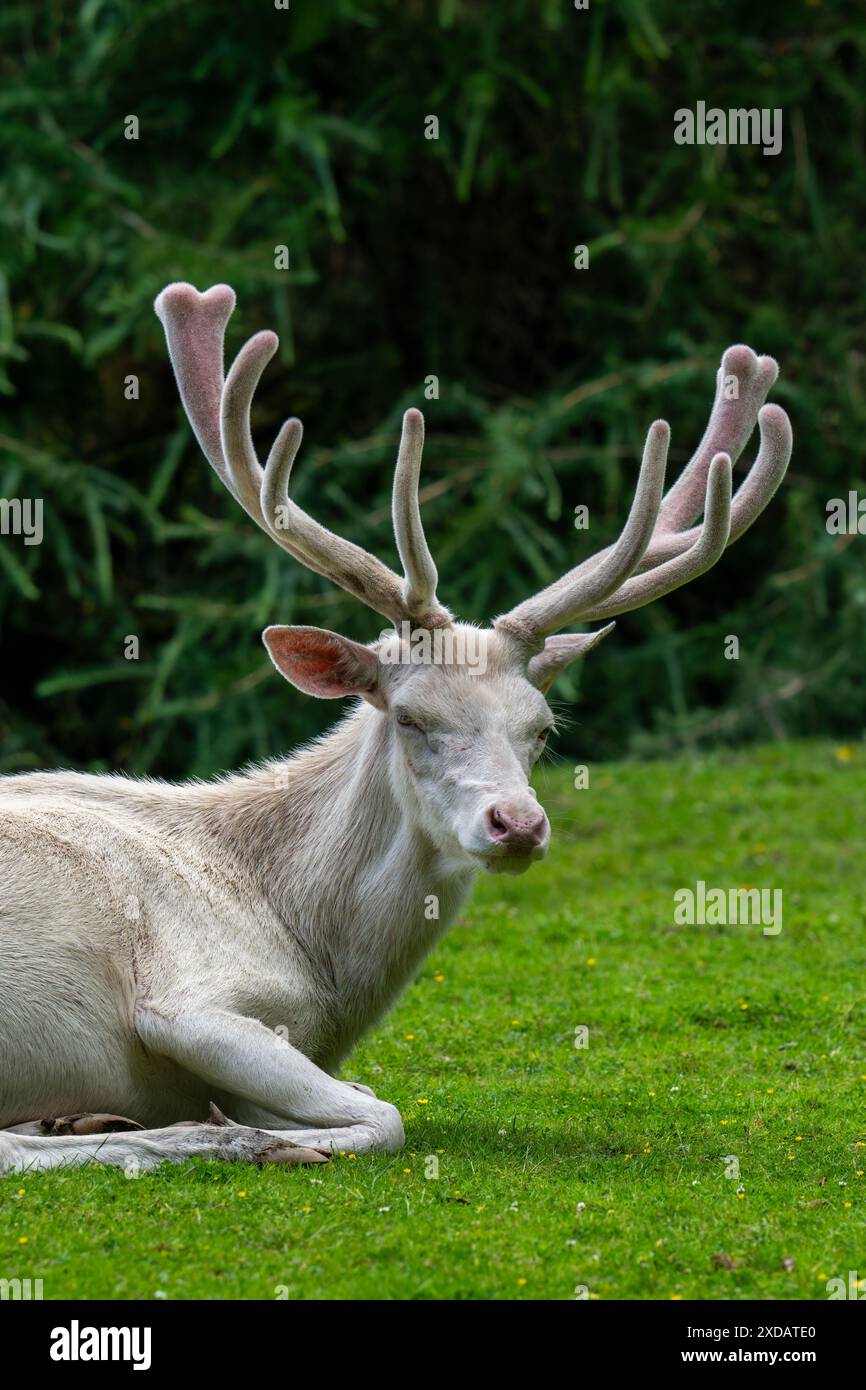 Cerf rouge leuciste (Cervus elaphus), forme blanche à la lisière de la forêt avec des bois couverts de velours à la fin du printemps Banque D'Images