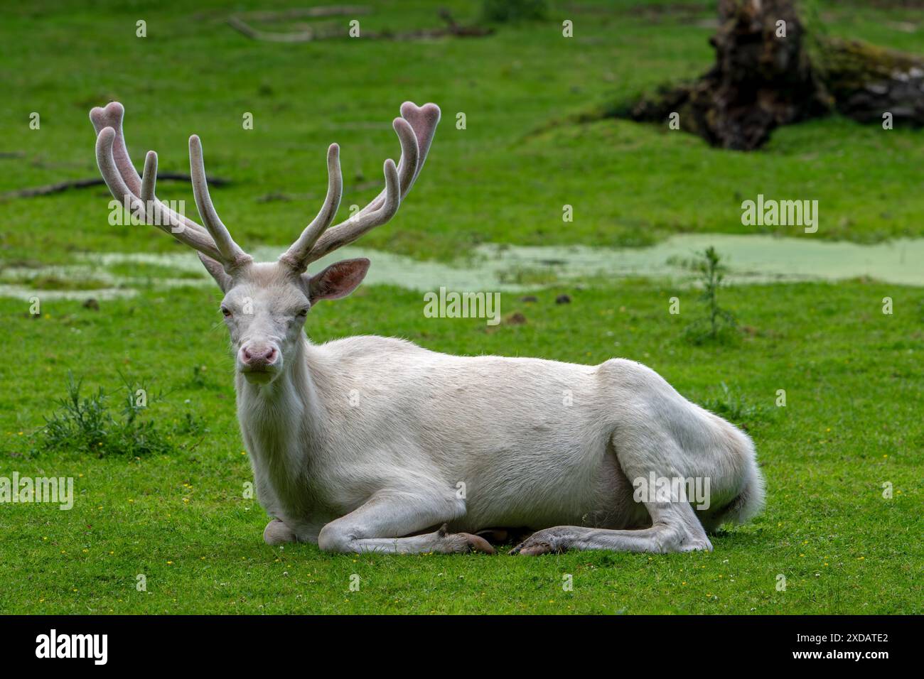 Cerf rouge leuciste (Cervus elaphus), forme blanche à la lisière de la forêt avec des bois couverts de velours à la fin du printemps Banque D'Images