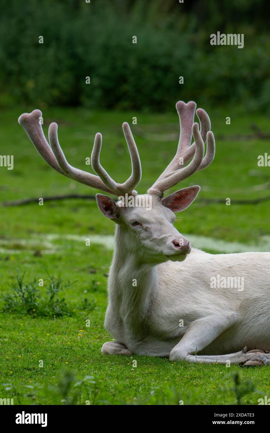 Cerf rouge leuciste (Cervus elaphus), forme blanche à la lisière de la forêt avec des bois couverts de velours à la fin du printemps Banque D'Images