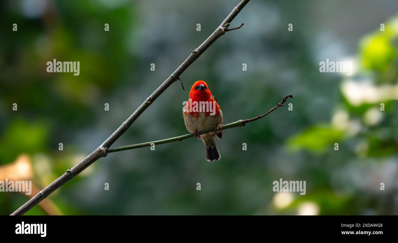 Poudy rouge (Foudia madagascariensis) perchée sur une branche Banque D'Images