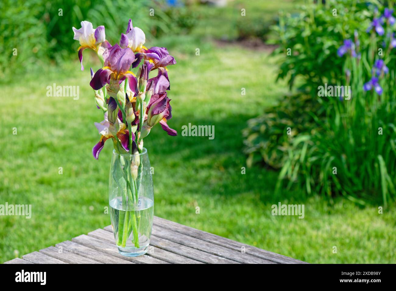 Bouquet de fleurs d'iris bleu violet sur fond de pelouse verte Banque D'Images