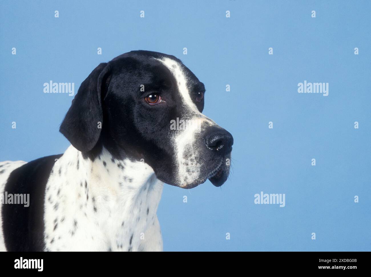 CHIEN POINTEUR - TÊTE Banque D'Images