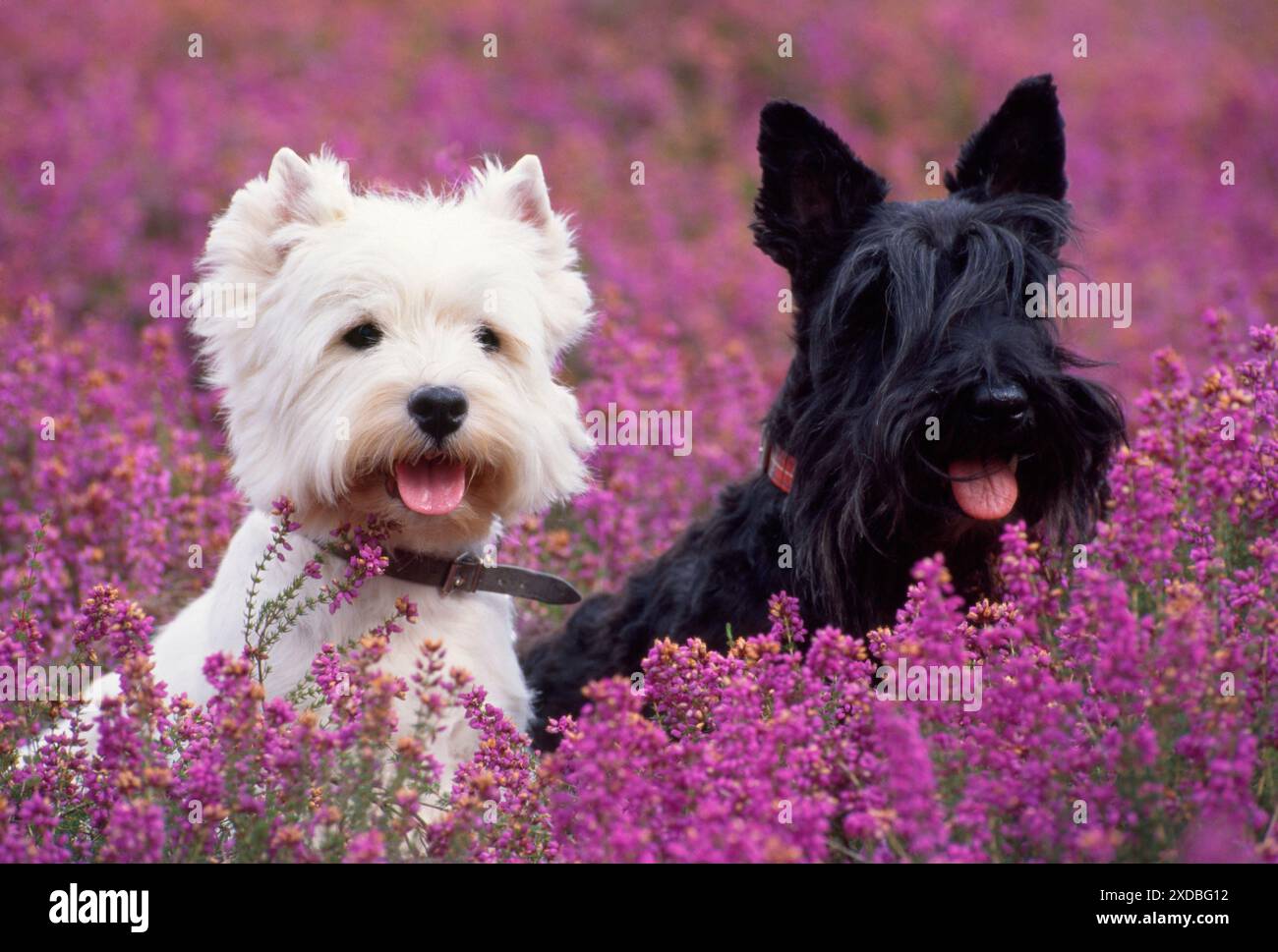 CHIEN - West Highland White Terrier et Scottish Terrier Banque D'Images