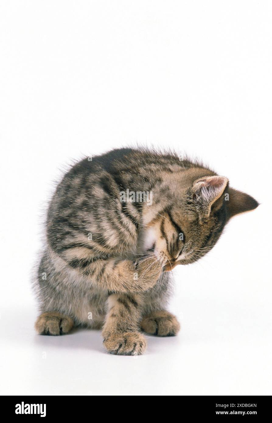 CHAT - chaton tabby, se nettoyant lui-même Banque D'Images