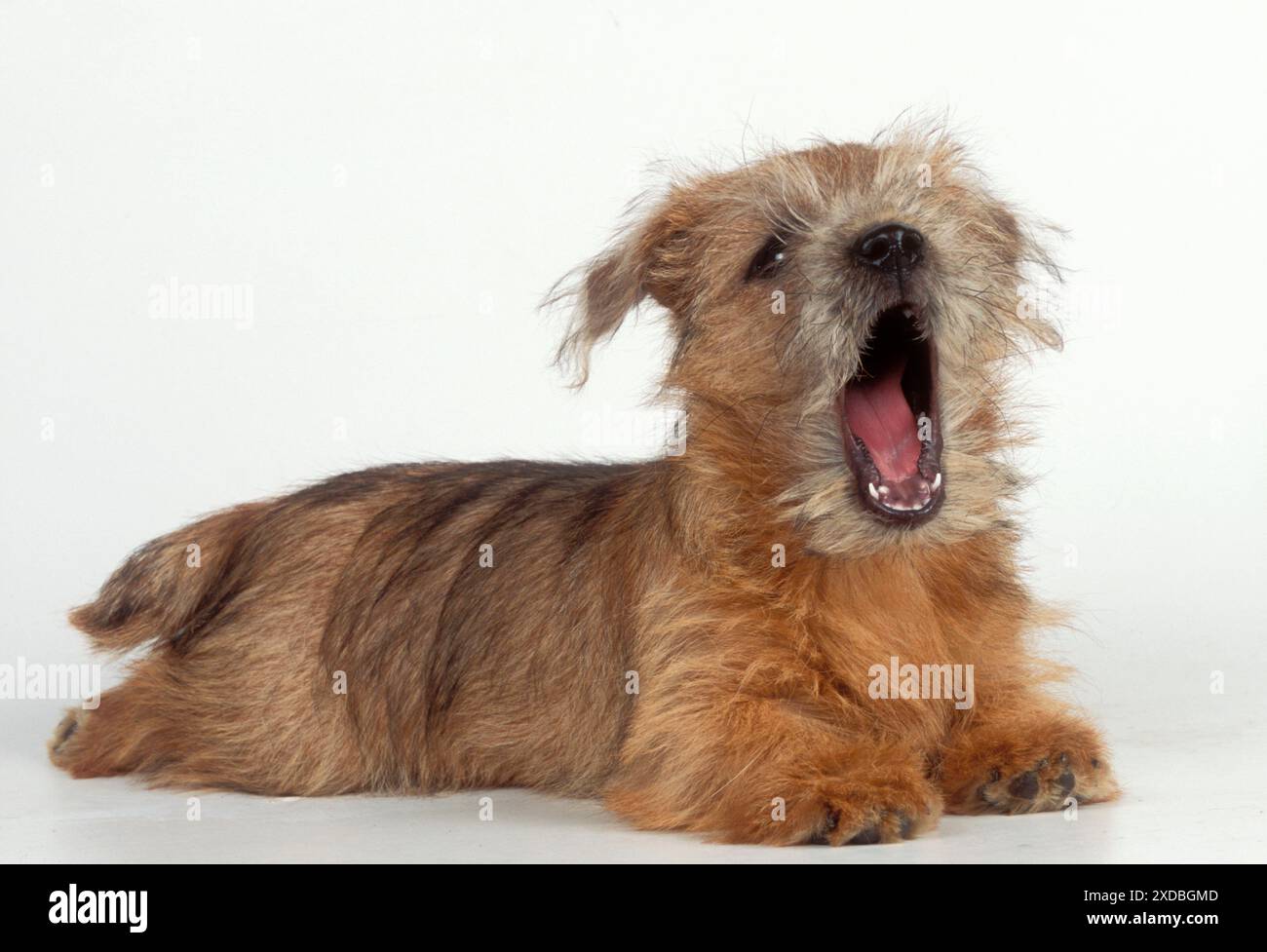 CHIEN - Norfolk / Norwich Terrier chiot, bâillant / ÔsingingÕ Banque D'Images