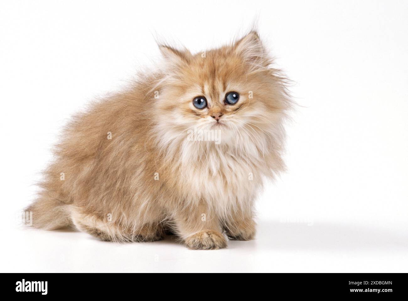 CHAT - Chinchilla Kitten, assis Banque D'Images