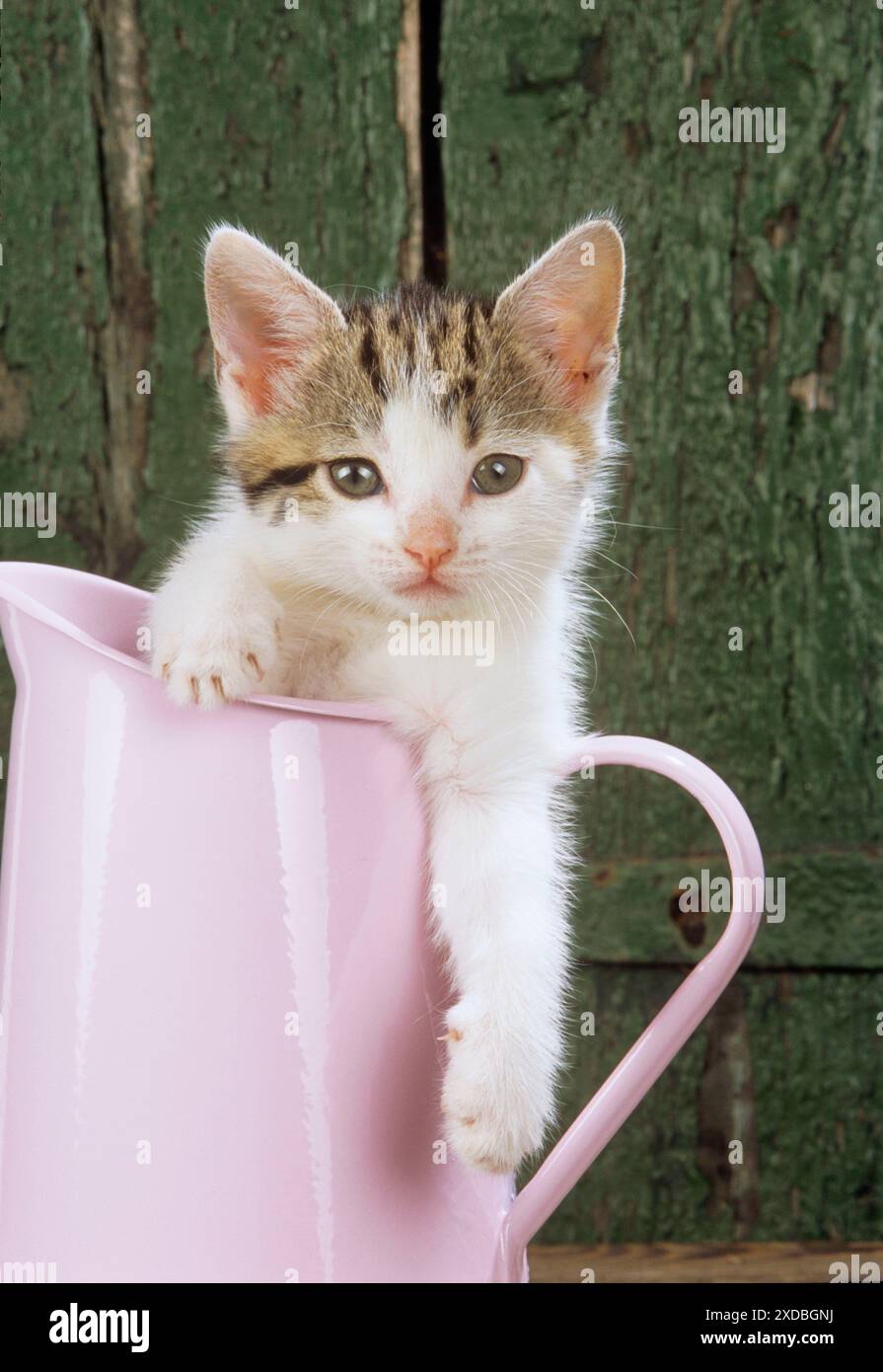 CHAT - Tabby & chaton blanc dans une cruche rose Banque D'Images
